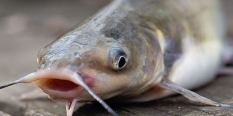 nam-mo-thay-bat-duoc-ca-loc-to-danh-so-may-290